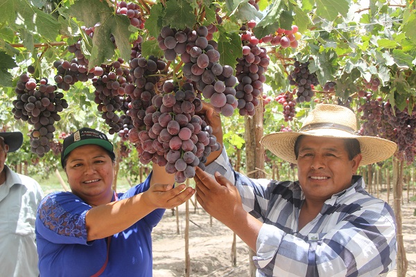 Duplican rendimiento de producción de uva Red Globe en Locumba – Tacna