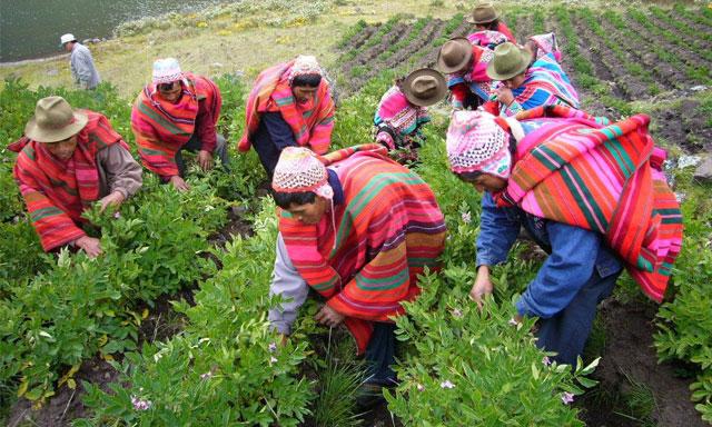 MINAGRI beneficia a más de 10 mil pequeños agricultores en todo el país