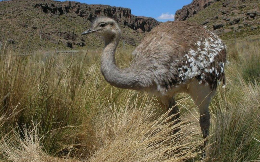MINAGRI promueve conservación y cuidado del Suri; avestruz de los andes en riesgo de extinción