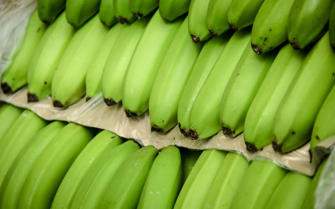 VALLE DEL CHIRA (Banano orgánico)