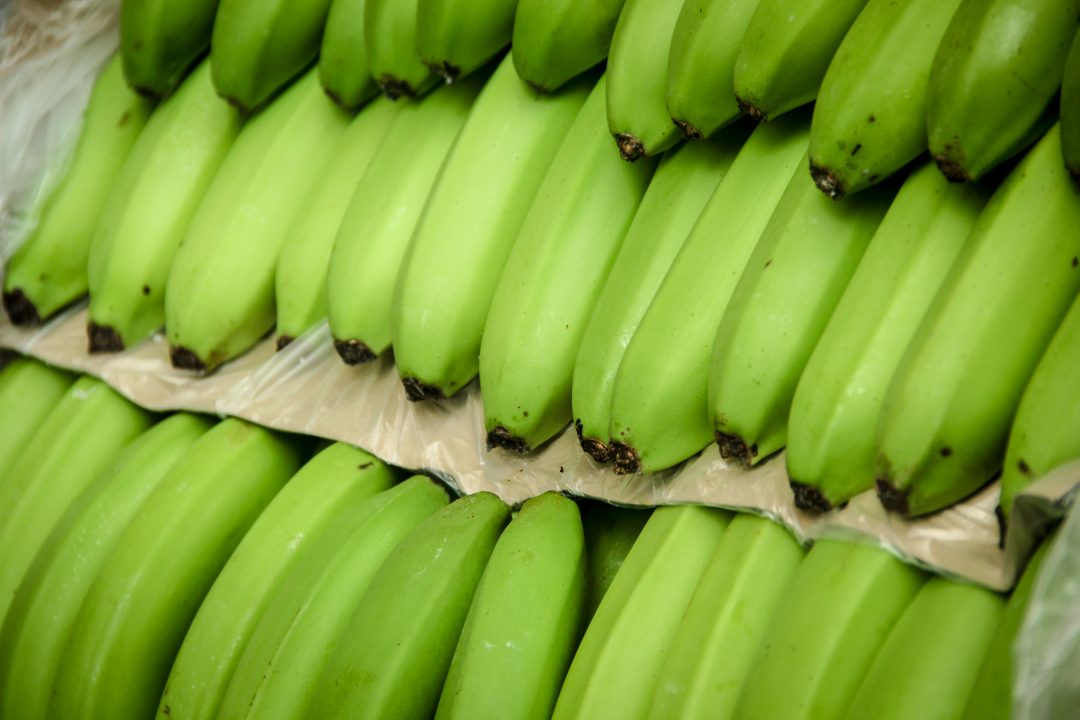 VALLE DEL CHIRA (Banano orgánico)