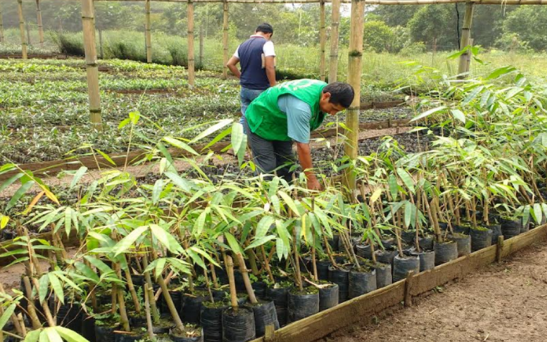 SERFOR CAF financia proyectos de S/ 21 millones para el desarrollo forestal en bosques amazónicos