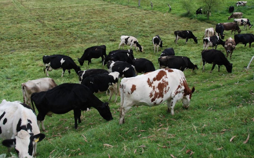 Capacitan en crianza y manejo de ganados a comunidades de Loreto
