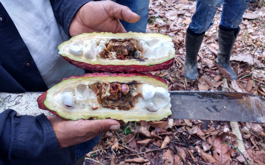 Productores de Huánuco exportaron 2 mil toneladas de cacao orgánico a Europa