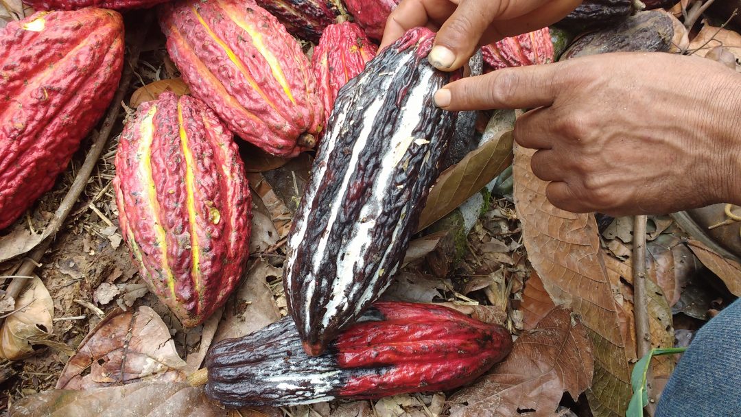 MUJERES TECNÓLOGAS (Cacao)