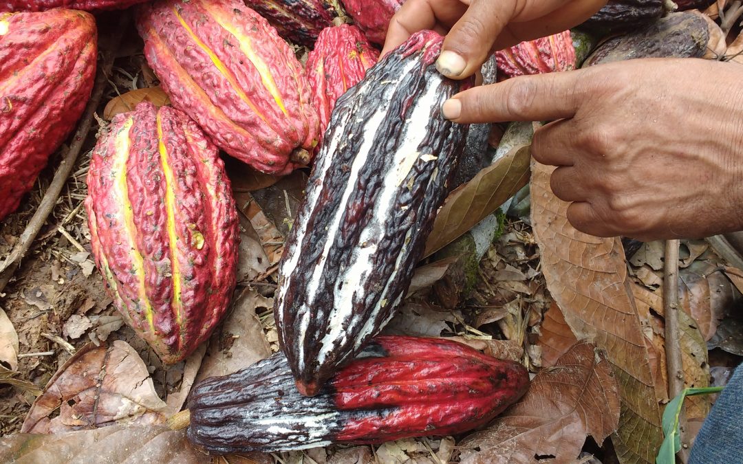 MUJERES TECNÓLOGAS (Cacao)