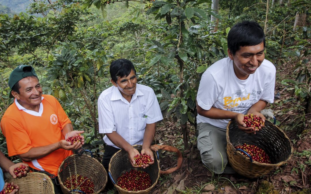 MINAGRI potencia producción de café en Huánuco, en beneficio de más de 200 productores