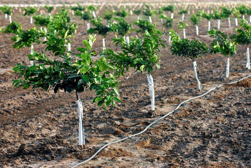 En Jaén producirán más de 40 mil plantones de frutales este 2018