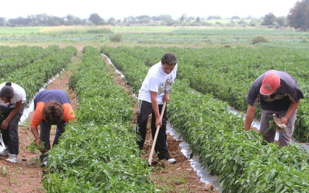 Agricultura peruana registra un crecimiento permanente comparado a otros países de Latinoamérica