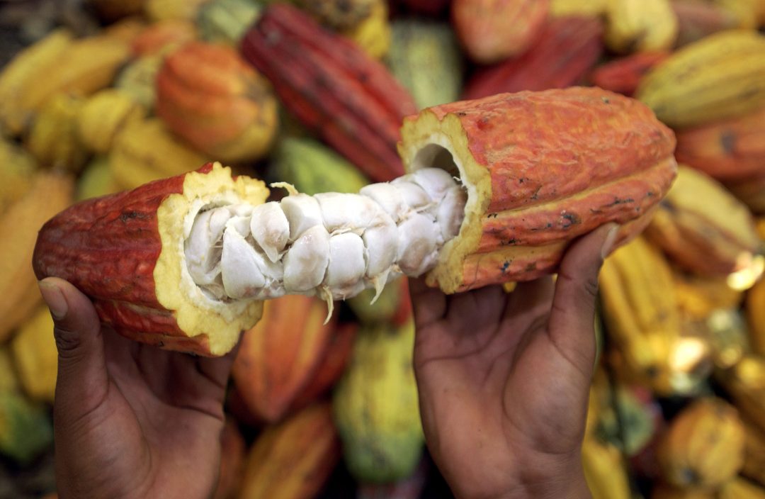 COOPERATIVA AGROINDUSTRIAL (Cacao)