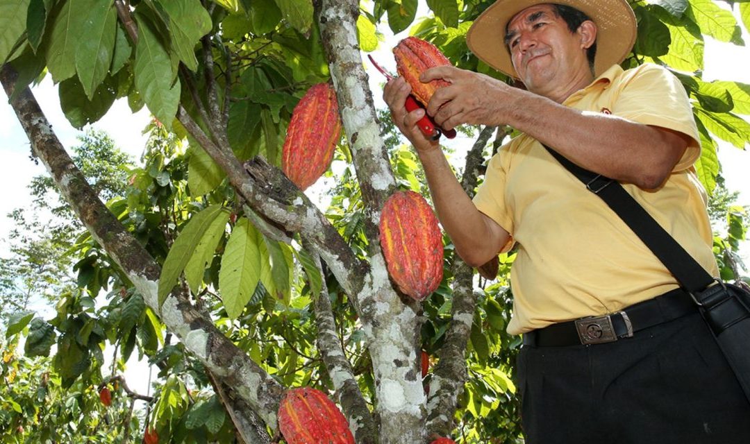Se desarrolla curso taller de manejo de plagas y enfermedades en cultivos de cacao