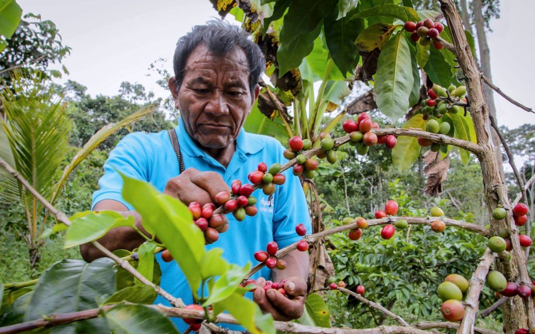 Más de 40 mil productores de cacao y café fueron capacitados en manejo de plagas