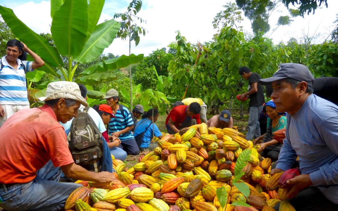 INIA es autorizado como Centro Certificador Laboral de Café y Cacao por el Ministerio de Trabajo