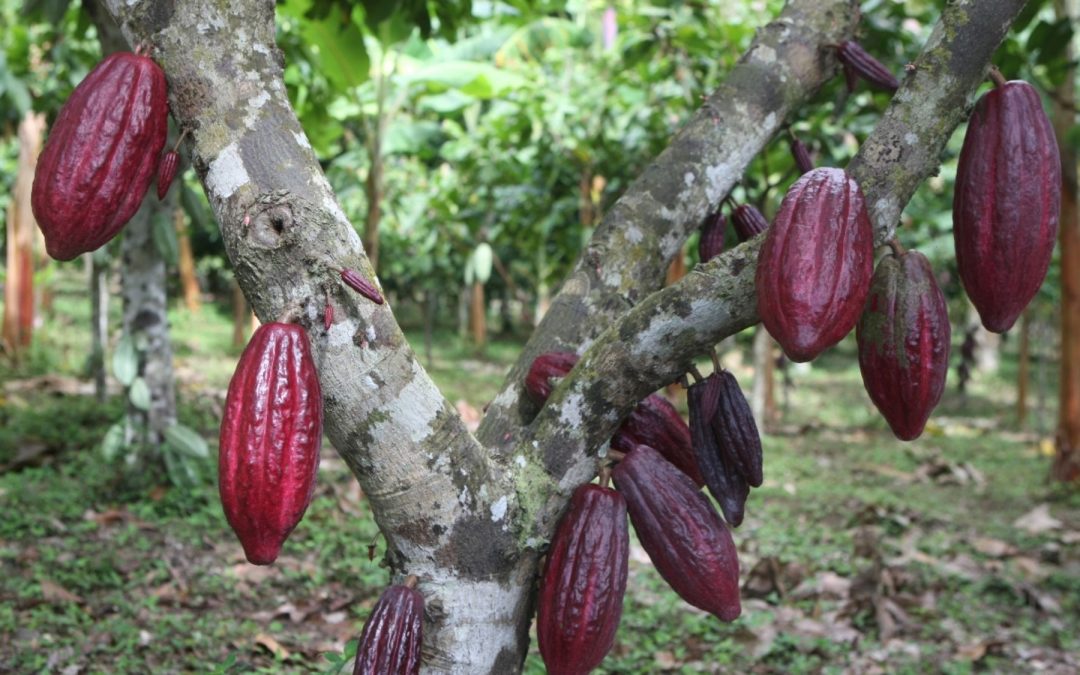 Minagri fortalece sector cacaotero en Loreto