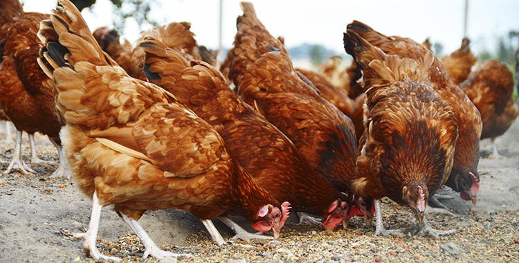 MINAGRI entrega gallinas criollas a poblaciones del Datem del marañón