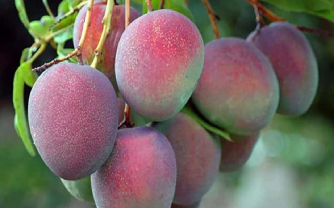 INIA mejora calidad y productividad del mango de exportación en Piura