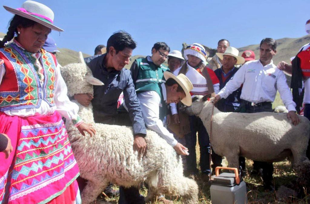 Plan de Atención ante Heladas en Arequipa protegerá a más de 100 mil cabezas de ganado