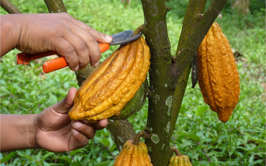Minagri sembrará más de 200 hectáreas de cacao nativo de aroma en Loreto
