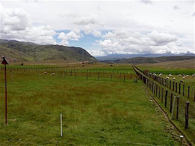 Pastos y forrajes cultivados mejoran la producción ganadera en Ancash