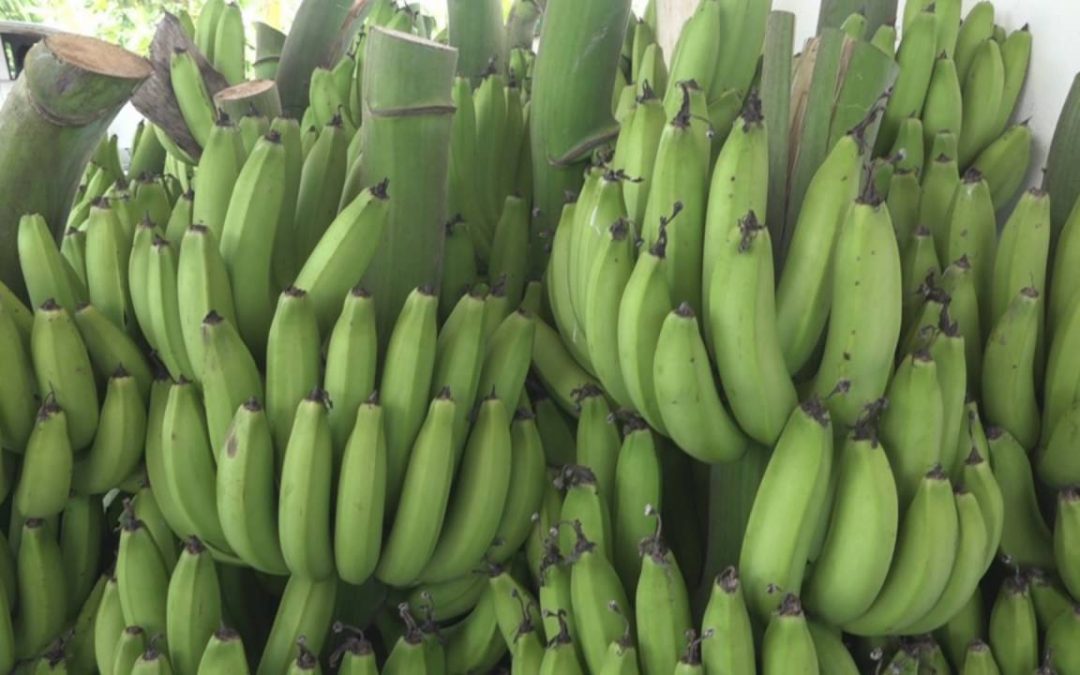 VRAEM apunta a convertirse en zona potencial de producción de plátanos