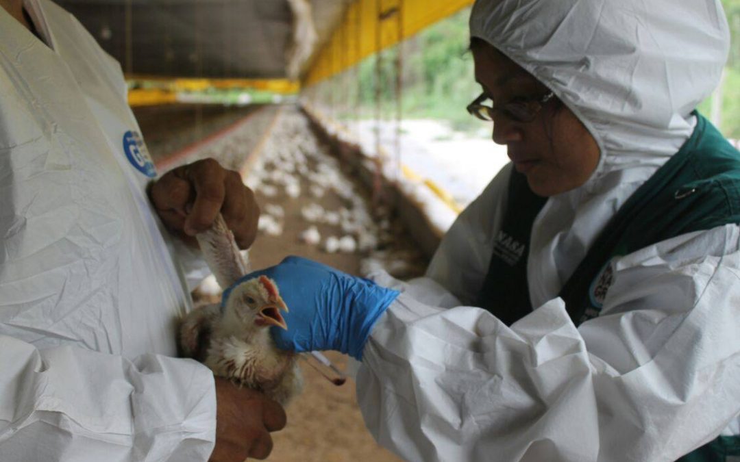 Simulacro de influenza aviar genera expectativa en Lurín