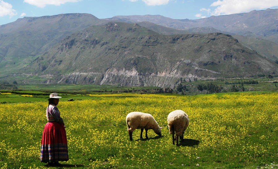 MINAGRI impulsa siembra de pastos cultivados en 40 mil hectáreas de 18 regiones del Perú
