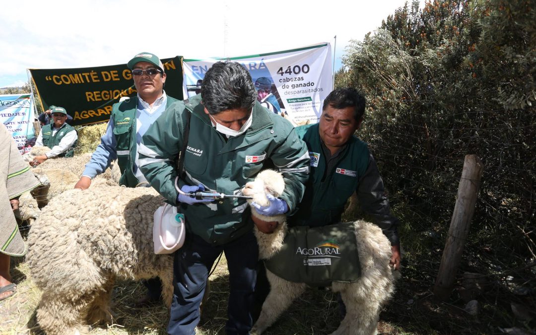 Gobierno entrega más de 3,700 kits veterinarios a ganaderos de Puno para afrontar heladas