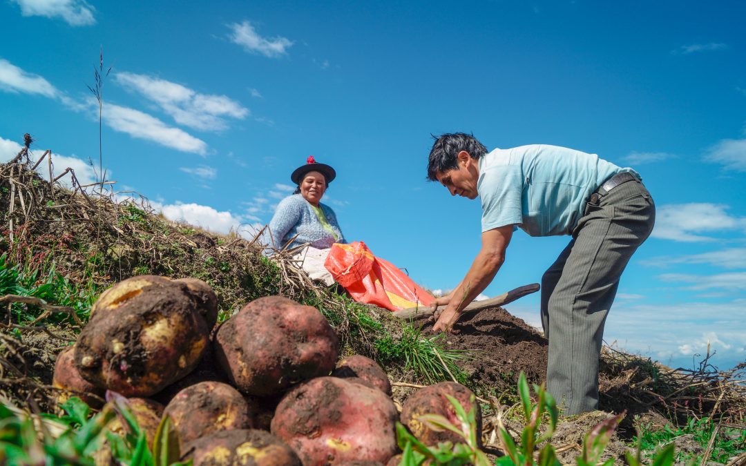 Productores de papa de Huancavelica duplicaron su producción por uso de semilla certificada