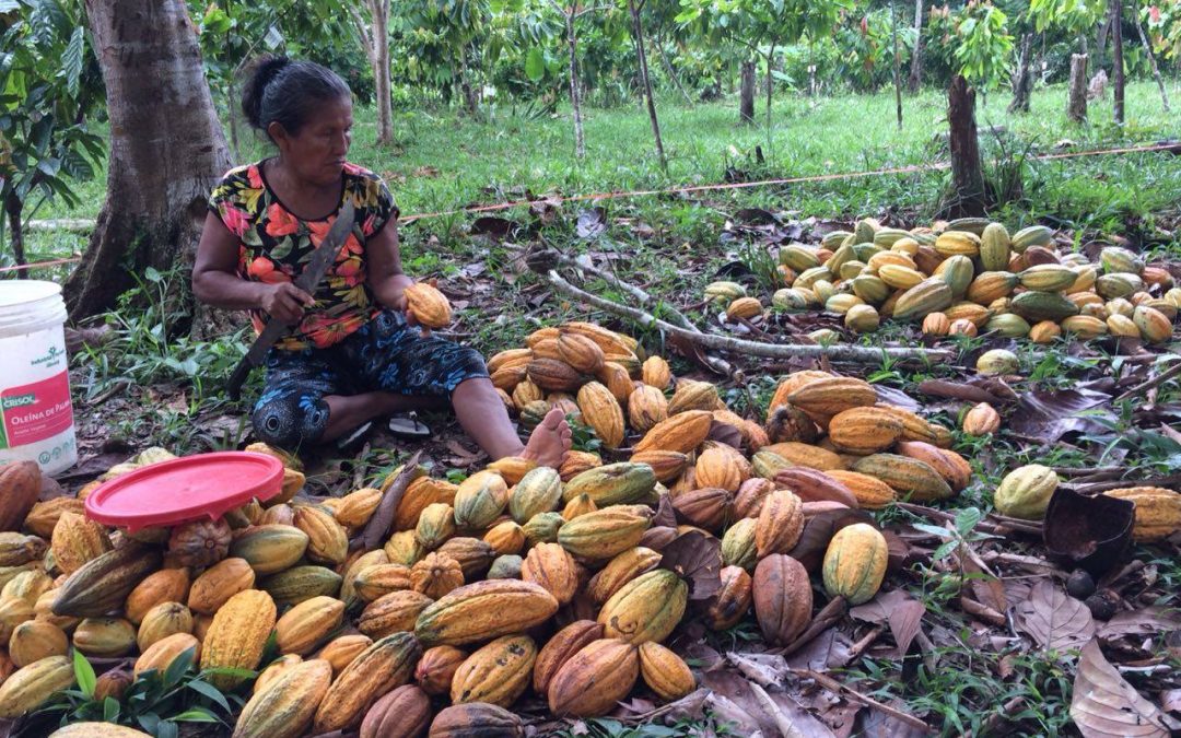 MINAGRI invertirá más de S/.4 millones en cultivos de cacao nativo de aroma en la región Loreto