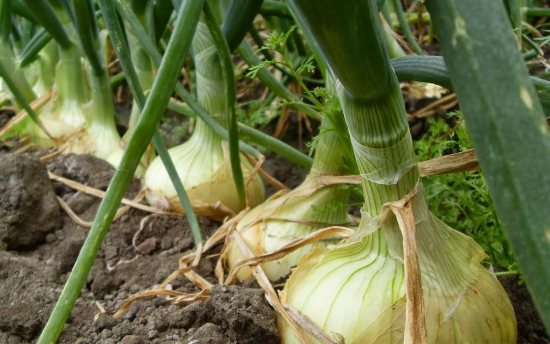 MINAGRI capacita sobre uso de control biológico en cultivos de cebolla a productores de La Libertad