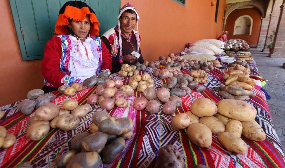 Cusco celebra el Día Nacional de la Papa con muestra de 300 variedades de este tubérculo