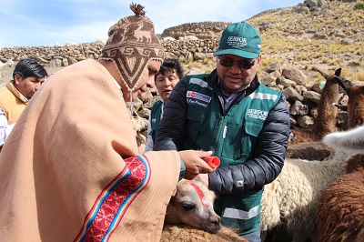 Ministro de Agricultura, Gustavo Mostajo supervisó entrega de ayuda ante heladas en Arequipa