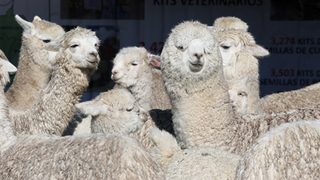 MINAGRI apoyará cadena productiva para el procesamiento de carne de alpaca en Puno