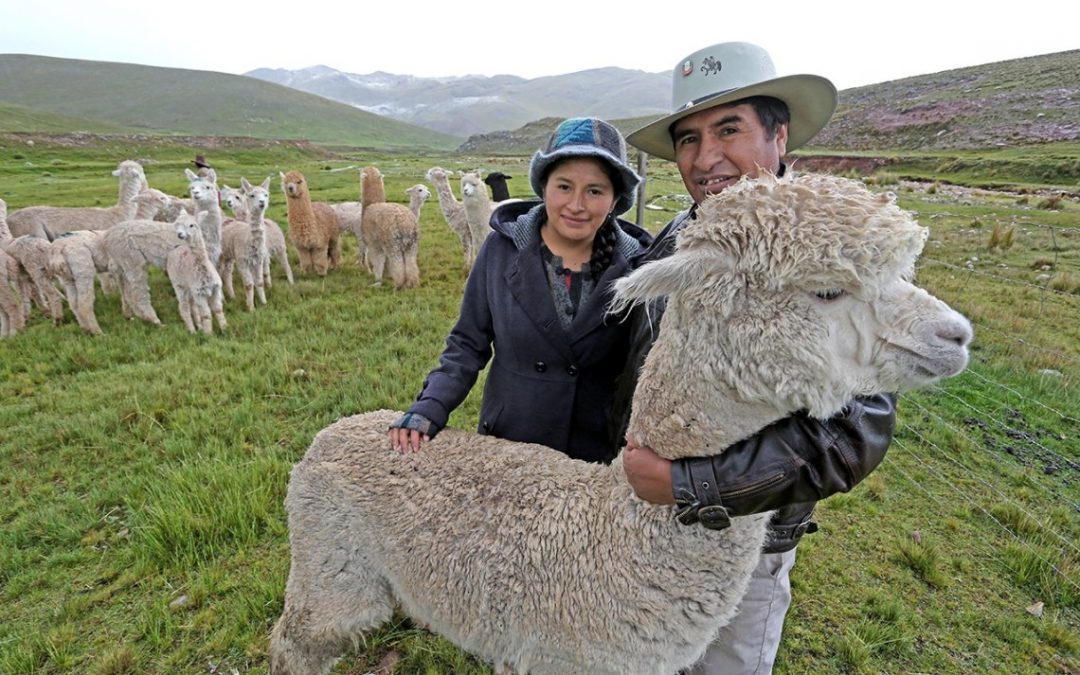 El Perú celebra hoy el Día Nacional de la Alpaca