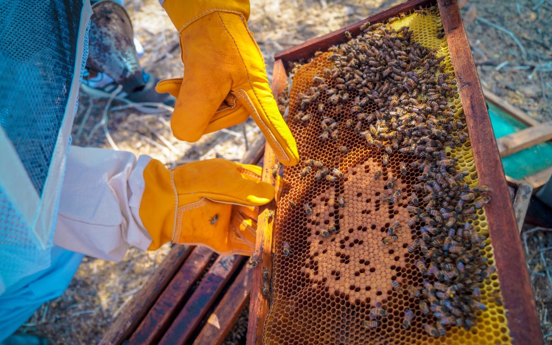 MINAGRI impulsa producción de miel de abeja en Bosques Secos de Lambayeque