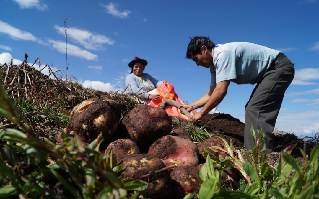 Productores de papa de Huancavelica duplicaron su producción por uso de semilla certificada
