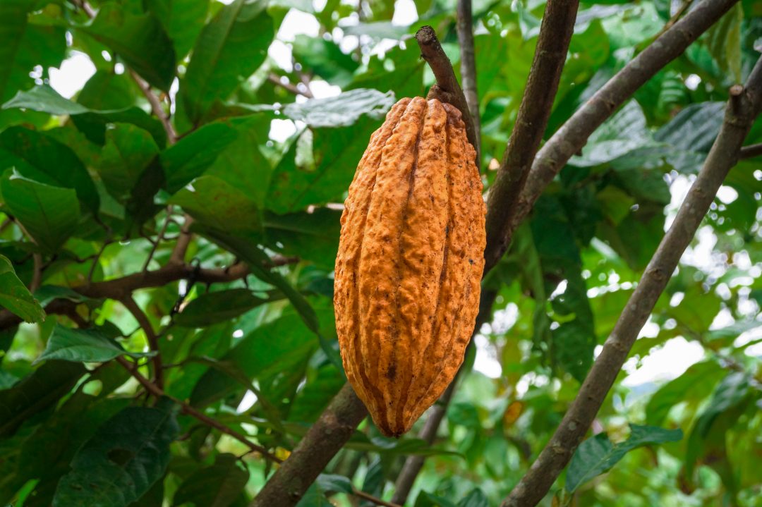 NUEVO PROGRESO (Cacao)