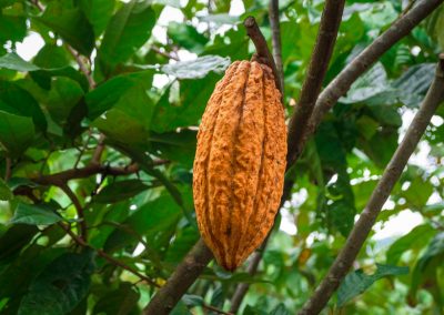 NUEVO PROGRESO (Cacao)