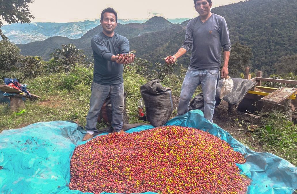 VRAEM: 730 hectáreas de coca fueron reconvertidas a café a través de los Proyectos de Reconversión Productiva Agropecuaria