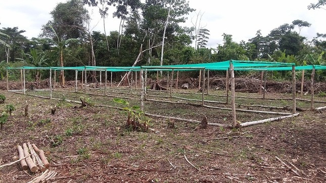 MINAGRI avanza en instalación de viveros para reforestación en comunidades indígenas de Datem del Marañón