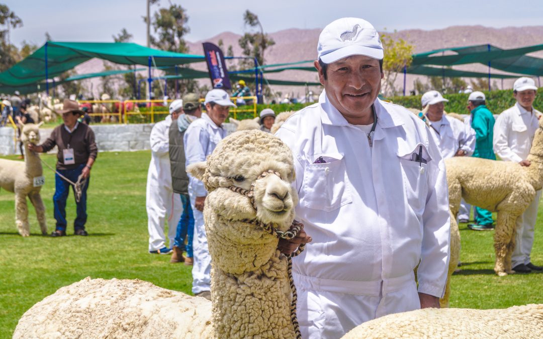 Productores de Arequipa y Puno participan en Alpaca Fiesta 2018, evento mundial más importante de la industria alpaquera