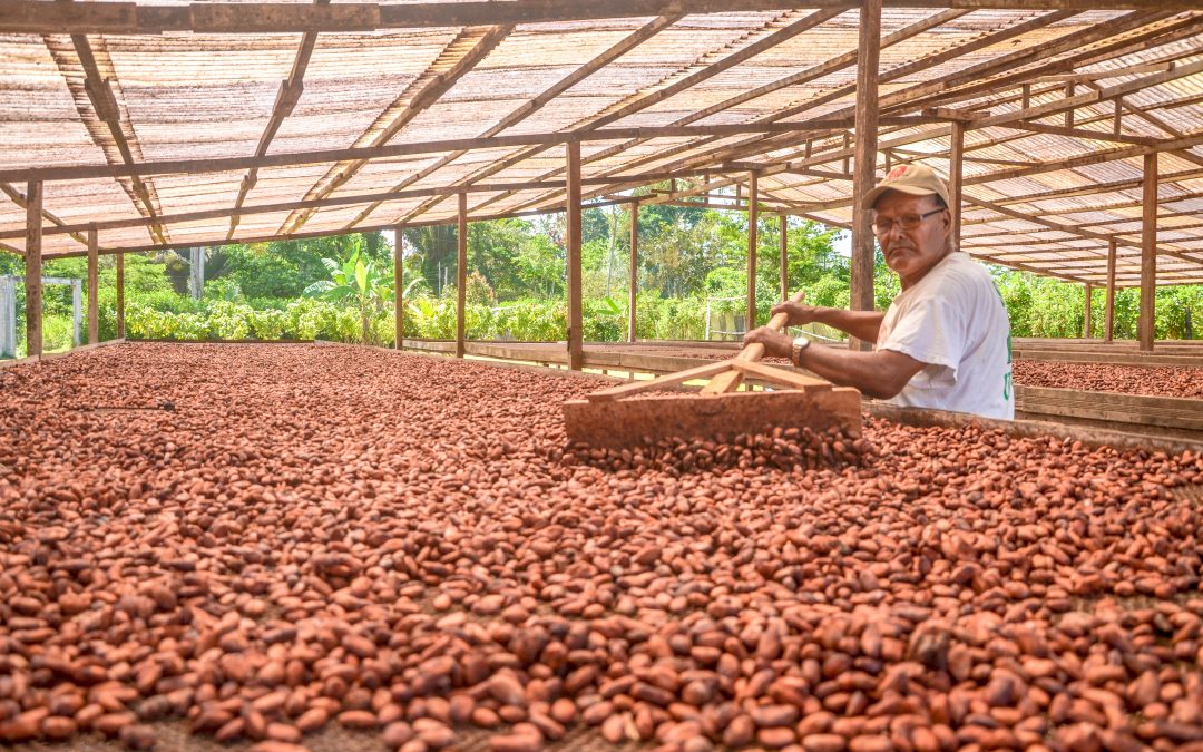 Cacao de Huánuco quedó entre los siete mejores del país según el Programa Cacao de Excelencia