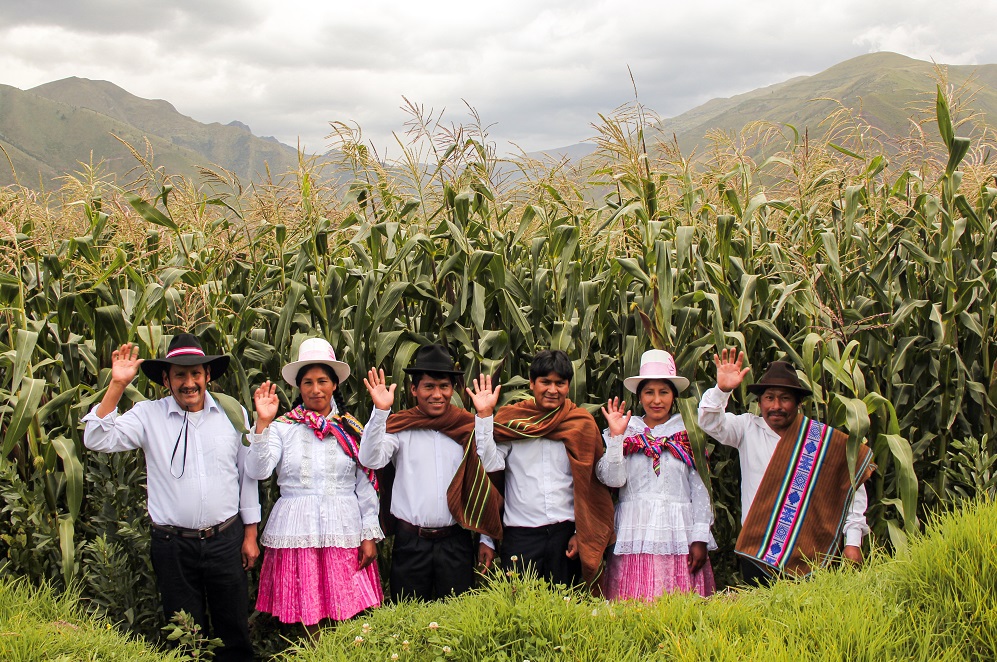 Productores maiceros de Cusco duplicaron su producción a 600 toneladas anuales