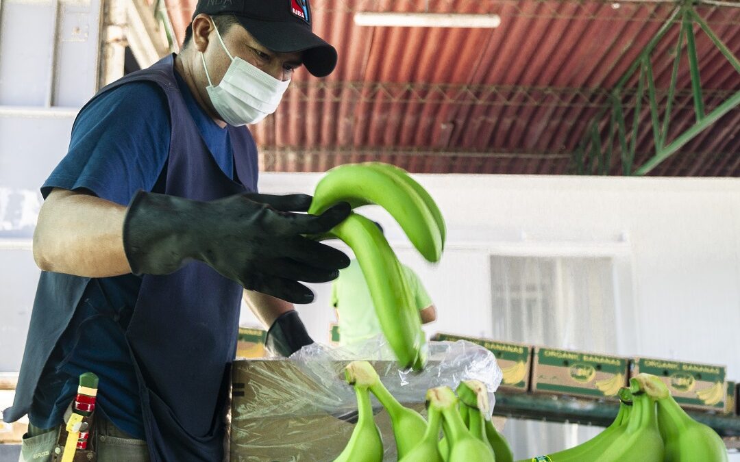 MINAGRI potenció capacidades de más de 11 mil productores de frutas y verduras a través de Planes de Negocio