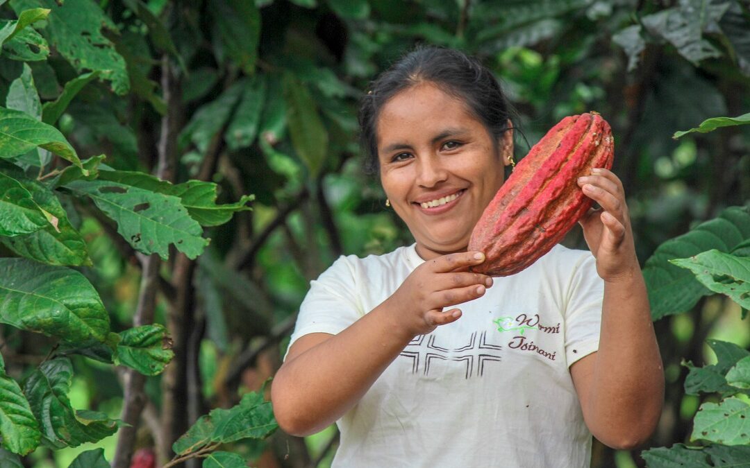 MINAGRI: Más de 8 mil productores de cacao accedieron a Planes de Negocio y Proyectos de Reconversión Productiva